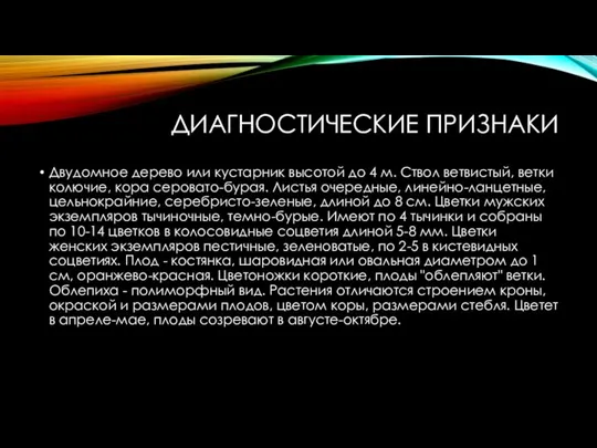 ДИАГНОСТИЧЕСКИЕ ПРИЗНАКИ Двудомное дерево или кустарник высотой до 4 м. Ствол ветвистый,