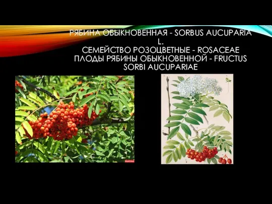 РЯБИНА ОБЫКНОВЕННАЯ - SORBUS AUCUPARIA L. СЕМЕЙСТВО РОЗОЦВЕТНЫЕ - ROSACEAE ПЛОДЫ РЯБИНЫ