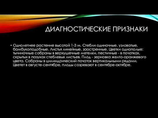 ДИАГНОСТИЧЕСКИЕ ПРИЗНАКИ Однолетнее растение высотой 1-3 м. Стебли одиночные, узловатые, бамбукоподобные. Листья