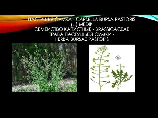 ПАСТУШЬЯ СУМКА - CAPSELLA BURSA PASTORIS (L.) MEDIK СЕМЕЙСТВО КАПУСТНЫЕ - BRASSICACEAE