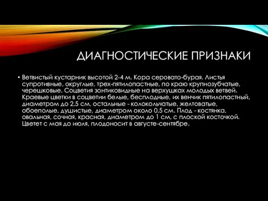 ДИАГНОСТИЧЕСКИЕ ПРИЗНАКИ Ветвистый кустарник высотой 2-4 м. Кора серовато-бурая. Листья супротивные, округлые,