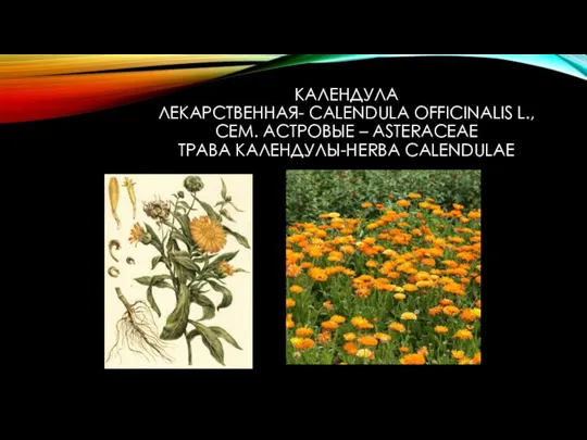 КАЛЕНДУЛА ЛЕКАРСТВЕННАЯ- CALENDULA OFFICINALIS L., СЕМ. АСТРОВЫЕ – ASTERACEAE ТРАВА КАЛЕНДУЛЫ-HERBA CALENDULAE