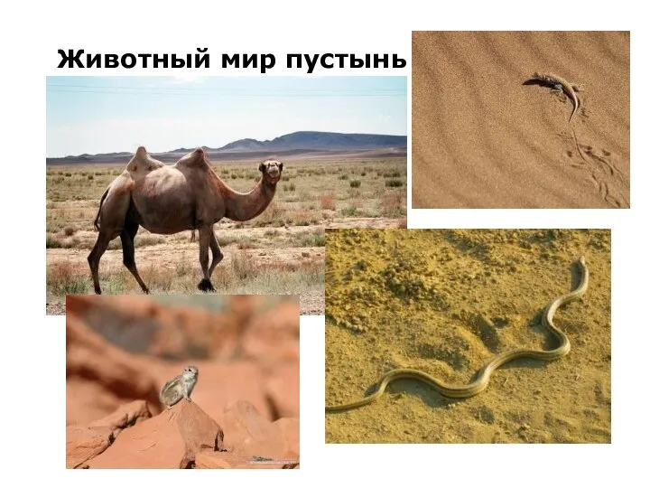 Животный мир пустынь