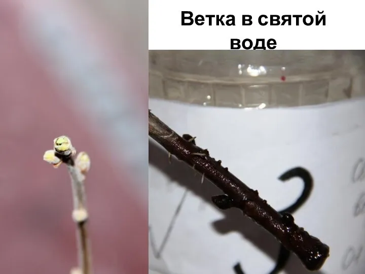 Ветка в святой воде