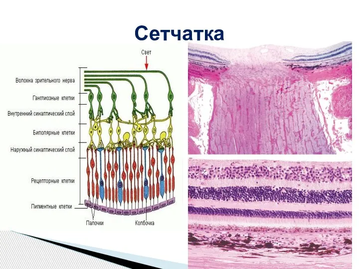 Сетчатка