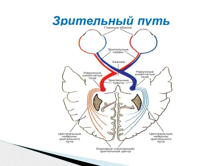 Зрительный путь