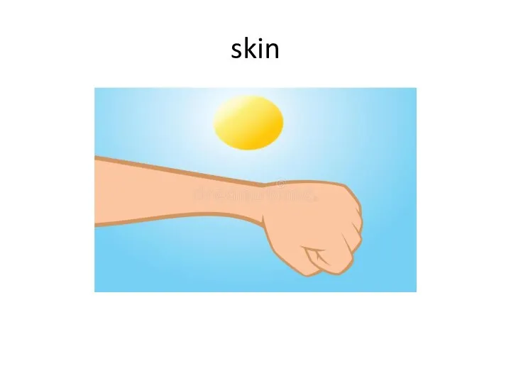 skin