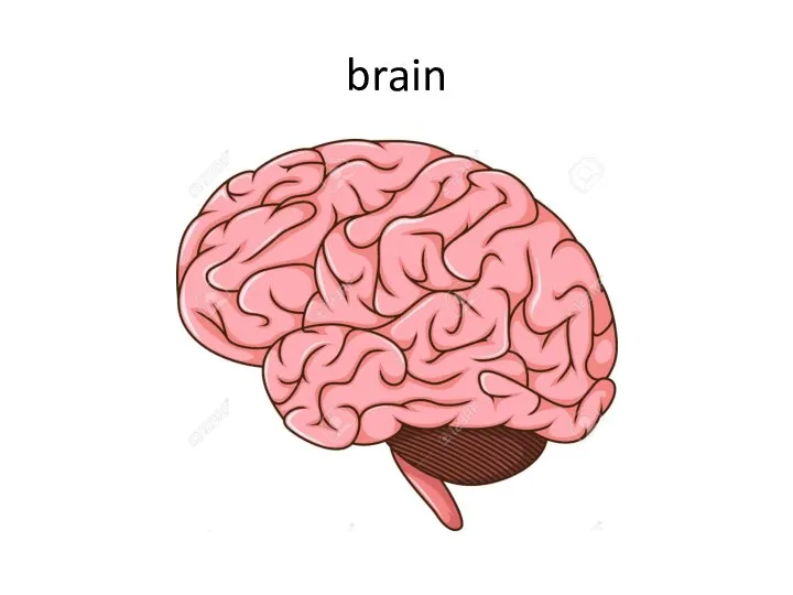 brain