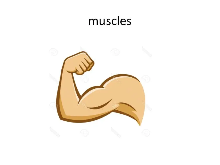 muscles