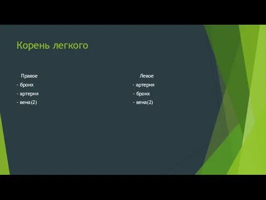 Корень легкого Правое Левое - бронх - артерия - артерия - бронх - вена(2) - вена(2)