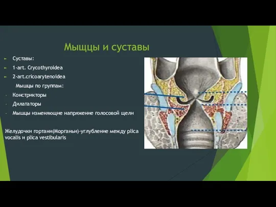 Мыщцы и суставы Суставы: 1-art. Crycothyroidea 2-art.cricoarytenoidea Мышцы по группам: Констрикторы Дилататоры