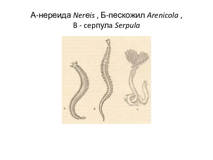 А-нереида Nerеis , Б-пескожил Arenicola , B - cepпулa Serpula