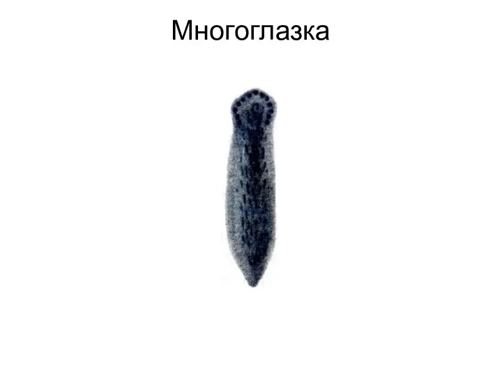 Многоглазка