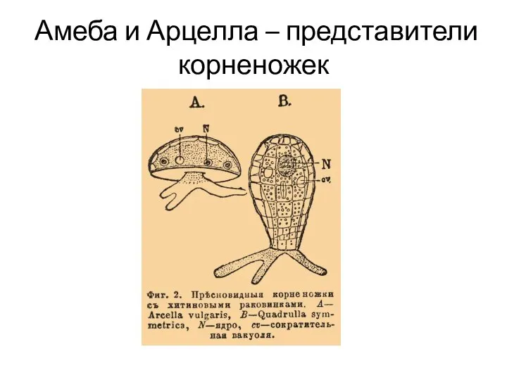 Амеба и Арцелла – представители корненожек