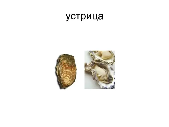 устрица