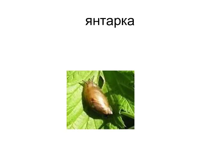 янтарка