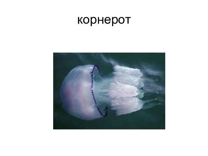 корнерот