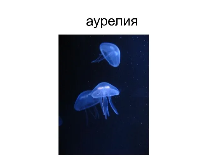 аурелия