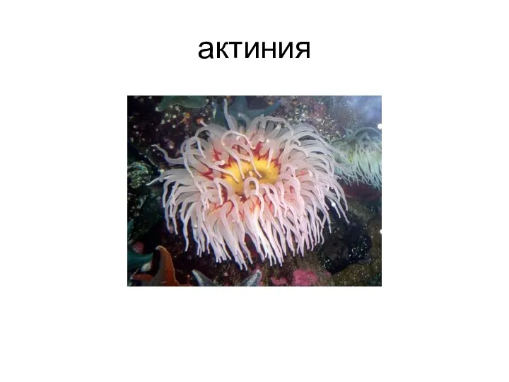 актиния