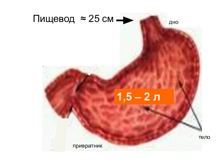 Пищевод ≈ 25 см 1,5 – 2 л дно тело привратник