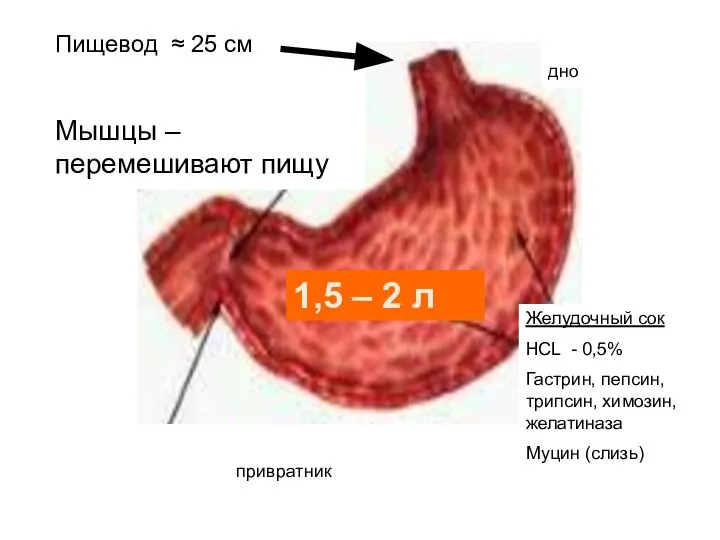 Пищевод ≈ 25 см Мышцы – перемешивают пищу 1,5 – 2 л