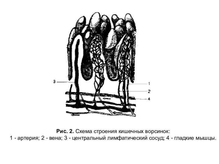 Рис. 2. Схема строения кишечных ворсинок: 1 - артерия; 2 - вена;