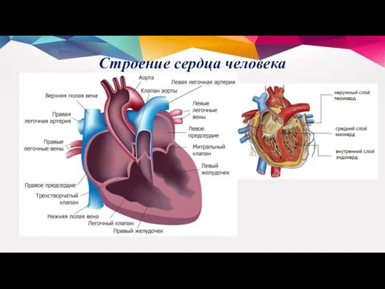 Строение сердца человека