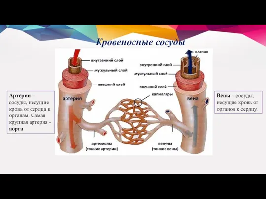 Кровеносные сосуды Артерии – сосуды, несущие кровь от сердца к органам. Самая