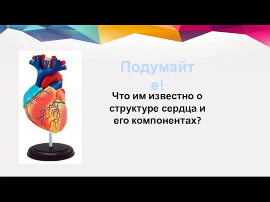 Что им известно о структуре сердца и его компонентах? Подумайте!