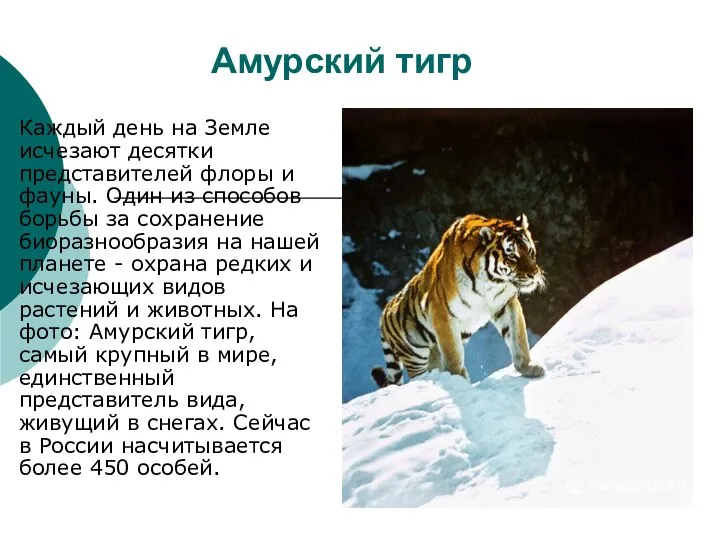 Амурский тигр Каждый день на Земле исчезают десятки представителей флоры и фауны.