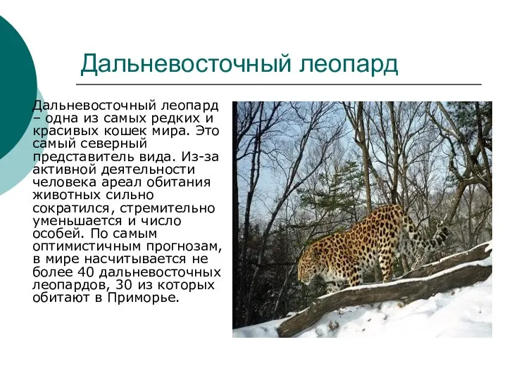 Дальневосточный леопард Дальневосточный леопард – одна из самых редких и красивых кошек