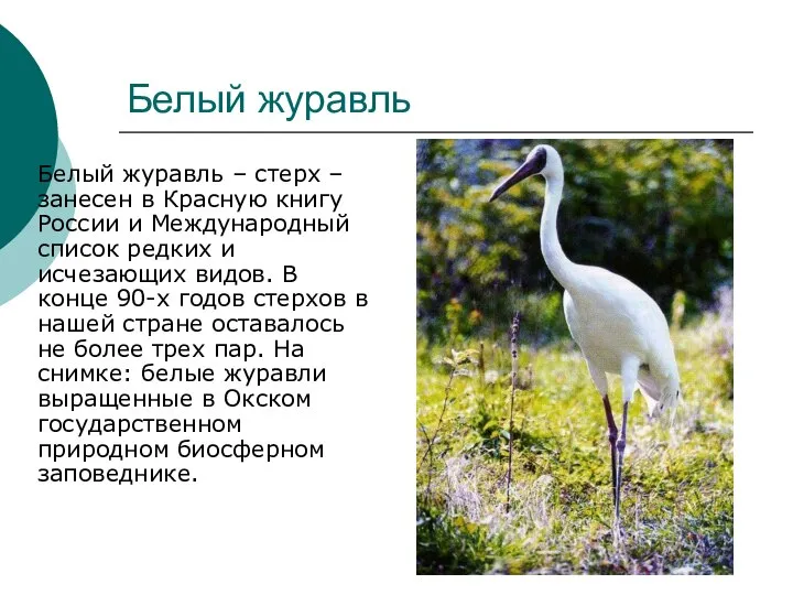 Белый журавль Белый журавль – стерх – занесен в Красную книгу России