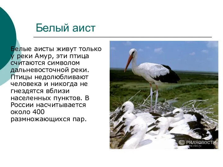 Белый аист Белые аисты живут только у реки Амур, эти птица считаются