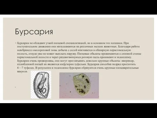 Бурсария Бурсарии не обладают узкой пищевой специализацией, но в основном это хищники.