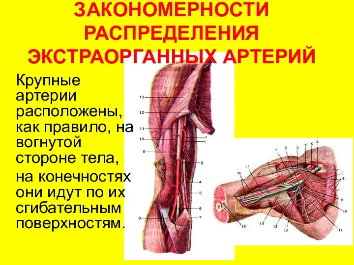 ЗАКОНОМЕРНОСТИ РАСПРЕДЕЛЕНИЯ ЭКСТРАОРГАННЫХ АРТЕРИЙ Крупные артерии расположены, как правило, на вогнутой стороне