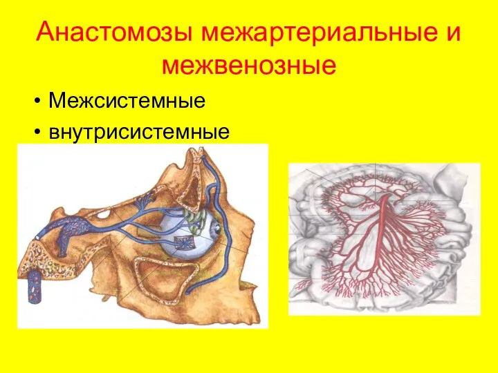 Анастомозы межартериальные и межвенозные Межсистемные внутрисистемные