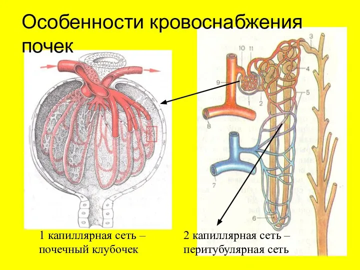 Особенности кровоснабжения почек 1 капиллярная сеть – почечный клубочек 2 капиллярная сеть – перитубулярная сеть