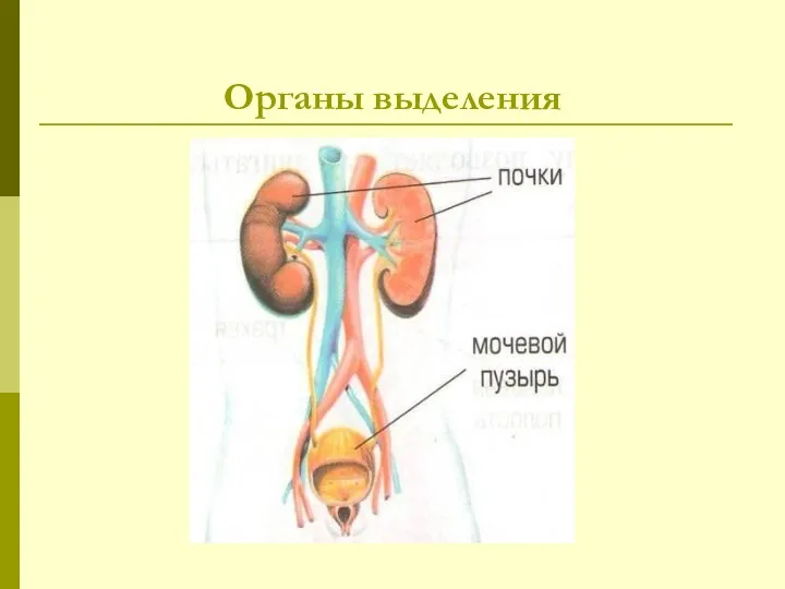 Органы выделения