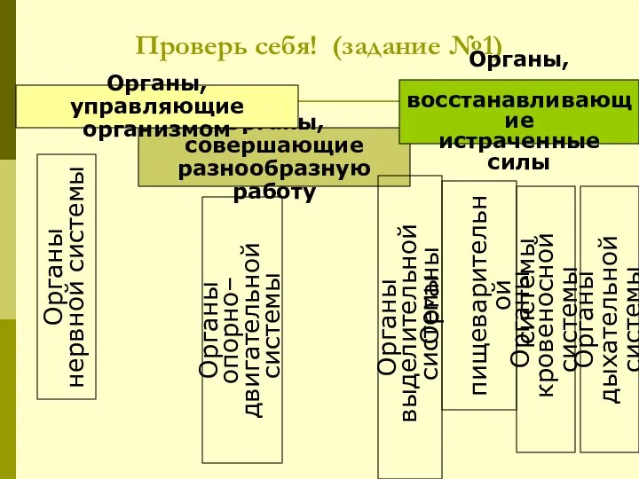 Проверь себя! (задание №1) Органы, совершающие разнообразную работу Органы, восстанавливающие истраченные силы