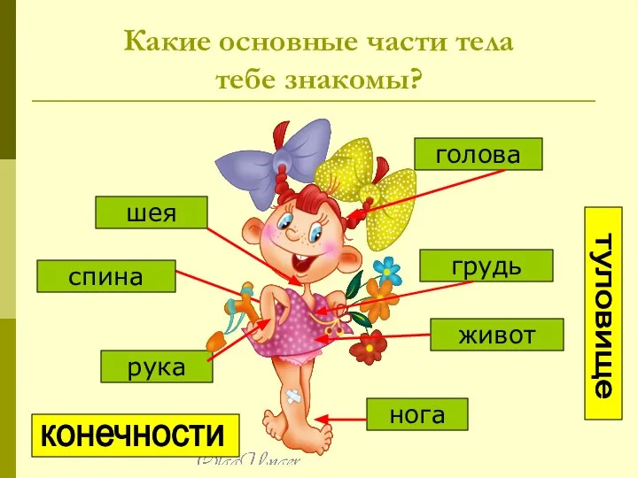 Какие основные части тела тебе знакомы? шея рука грудь нога живот спина голова туловище конечности