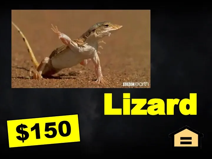 Lizard $150