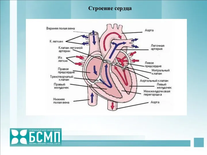 Строение сердца