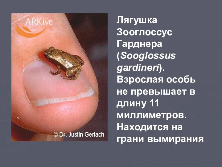 Лягушка Зооглоссус Гарднера (Sooglossus gardineri). Взрослая особь не превышает в длину 11