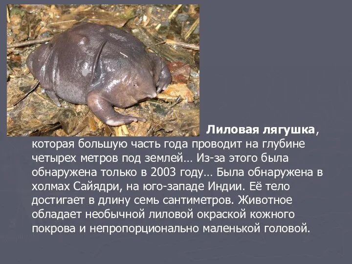 Лиловая лягушка, которая большую часть года проводит на глубине четырех метров под