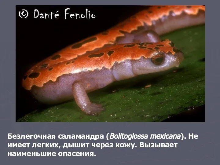 Безлегочная саламандра (Bolitoglossa mexicana). Не имеет легких, дышит через кожу. Вызывает наименьшие опасения.