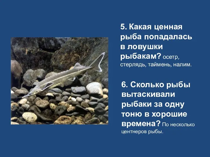 5. Какая ценная рыба попадалась в ловушки рыбакам? осетр, стерлядь, таймень, налим.