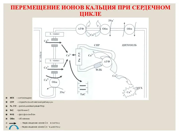 ПЕРЕМЕЩЕНИЕ ИОНОВ КАЛЬЦИЯ ПРИ СЕРДЕЧНОМ ЦИКЛЕ МТХ - митохондрии СПР - саркоплазматический