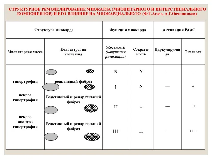 СТРУКТУРНОЕ РЕМОДЕЛИРОВАНИЕ МИОКАРДА (МИОЦИТАРНОГО И ИНТЕРСТИЦИАЛЬНОГО КОМПОНЕНТОВ) И ЕГО ВЛИЯНИЕ НА МИОКАРДИАЛЬНУЮ (Ф.Т.Агеев, А.Г.Овчинников)