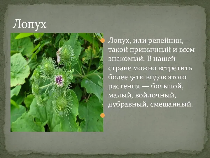 Лопух Лопух, или репейник,— такой привычный и всем знакомый. В нашей стране