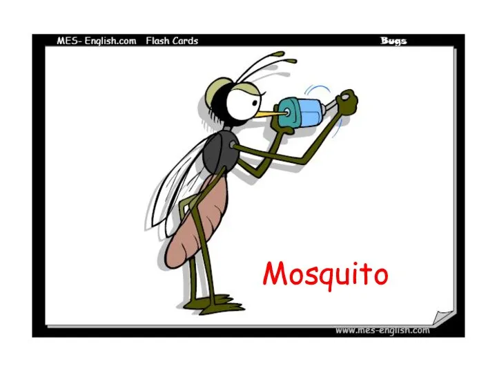 Mosquito